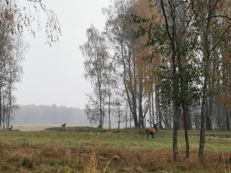 Продажа благородных оленей